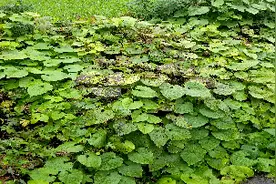 大山里的一片赤瓟，也叫野葫芦。（植物纪实108）