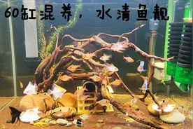 60缸混养小型热带鱼，赏鱼识鱼你认识几种？看你是不是玩家视频封面