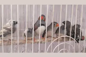 最适合新手饲养的珍珠鸟！好看又好养，还能产蛋孵化小鸟