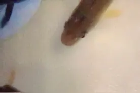 我今天新买的柳根鱼视频封面