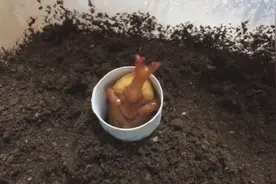 今年唯一一只能卖到70元一只的独角仙，身长4厘米角长3厘米