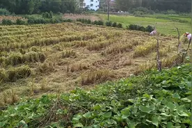 什么生意好做，看看我们村的收割机的生意有多火爆，大家都排队等