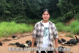 田妹养鸭两个月了，一天吃3包饲料，看看60天的鸭子长多大了