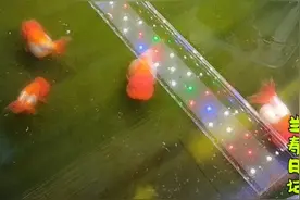 据说给金鱼吃丰年虾有促进繁殖的作用 这个说法到底靠不靠谱？