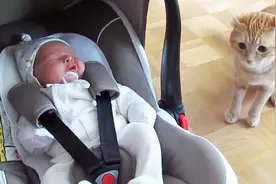 猫看到刚出生的婴儿是什么反应？就像动物园看大象一样，真逗视频封面