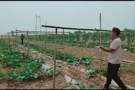 来看看葫芦哥怎样给葫芦搭架子视频封面