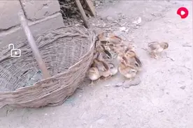 农村养鸡新模式，这样养的小鸡成长速度快，不易生病，值得收藏！视频封面