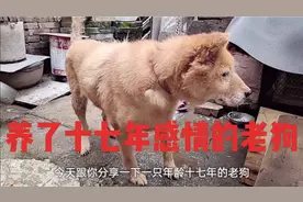 一只懂事又听话的旺旺狗，已经养了十七年，狗跟主人有深厚的感情