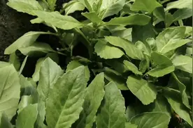 农村有很多这种草，名叫云南白药，是你们的怎么叫？视频封面
