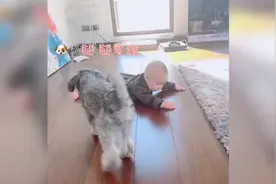狗狗看宝宝不会爬行，急疯了，亲自示范教爬行！视频封面