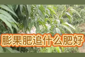 桃树膨果期追肥，追什么肥好用量是多少，我来告诉你