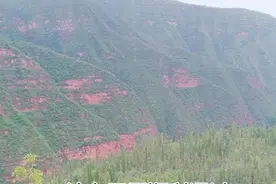 上山采点扫把草，文火慢炒，把野拔子茶喝进肚子里