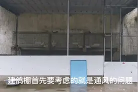 养鸽子没鸽棚怎么行？自建鸽棚的几点建议，欢迎评论视频封面