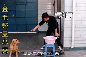 小伙洗头时忘了拿毛巾，金毛叼给小伙一块脏布？可把小伙气坏了视频封面