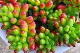 多肉虹之玉生长不旺盛，改变一下养护方法，出状态叶片肉嘟嘟！