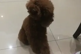 泰迪狗狗会摇头你见过么？才艺30秒后更精彩 赶紧训练起来