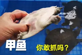 你敢抓甲鱼吗？甲鱼特别凶猛还咬人，只需一招就能制服