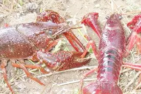 一只龙虾，一直放养究竟能活到多少岁？网友：一定不止这个数视频封面