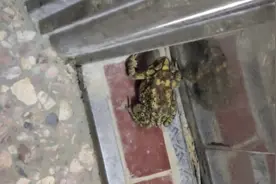 家门口来了一个像蟾蜍一样的东西，有啥寓意？能不能赶它走？