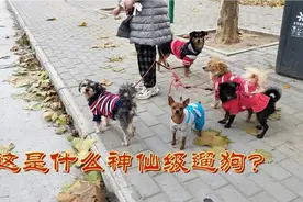 养成文明养狗的好习惯视频封面