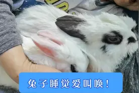 俩兔子陪老太太睡觉，哼哼唧唧的叫唤，啥意思？