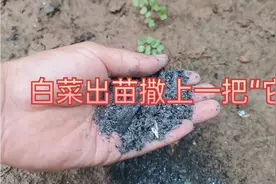 白菜出苗撒上一把草木灰厉害了，防虫防病又增产，你还不知道吧视频封面