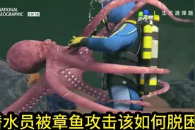 在24米深海中，潜水员忽然被巨大的深海章鱼缠住调节器!该怎么办视频封面
