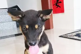 农村老人常说:“家有四眼狗，孤魂野鬼绕道走”，遗忘的田园犬