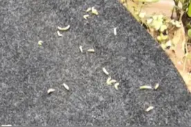 终于找到了汽车发臭的来源视频封面