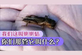 萌虫蝲蝲蛄，一对贼有劲的大铲子，还有一句俗语跟它有关呢！