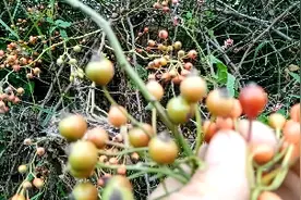 粉红色花无刺蔷薇种子和授粉杂交培育种子从果子个头明显区别大