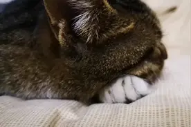 猫猫为啥学人呢，还要这样睡！视频封面