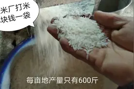 农村要吃饭就去打米厂，8块钱一袋加工费，160斤水稻出90斤米视频封面