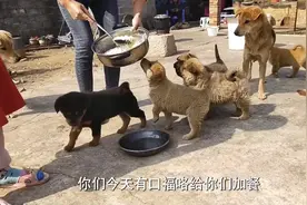 小奶狗满月，小燕子给狗狗加餐，小奶狗吃得像猪一样