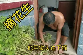 用这种方法摘花生，省力气，还特别快，摘的还干净。