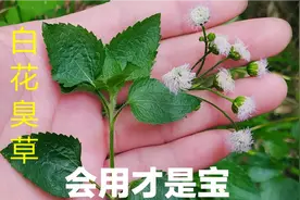 随处可见的白花臭草，没想到有这么棒的妙用，你认识吗？视频封面