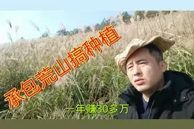 农村小伙种植芦苇，投入1万多，年赚30多万视频封面