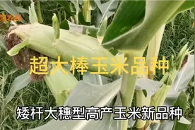 这几个超大棒玉米新品种，最长可达35厘米视频封面