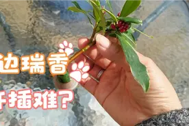 金边瑞香扦插难？不存在，来看看我们扦插一周后的结果吧视频封面