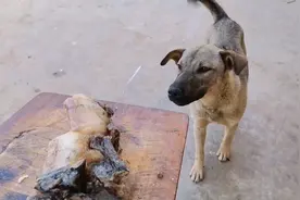 花豆煮腊肉 这味道狗都馋哭了