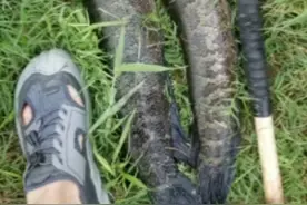 “国际” 雷场 擒获数尾黑鱼视频封面