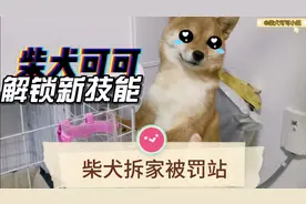 柴犬可可秒变“哈士奇”拆家，被罚站，还一脸无辜#柴犬#