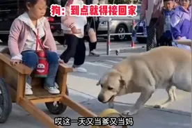 狗：这个家没有我迟早得散视频封面