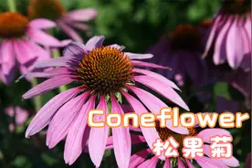 【生活中的英语】一起认识 coneflower 松果菊 #植物花卉