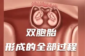 接好孕！双胞胎形成的全部过程视频封面