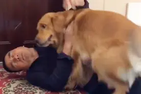 金毛见爸爸喝醉回家耍酒疯要动它孩子还不听话后，上去就揍，好逗视频封面