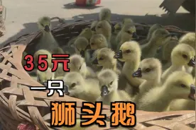 村里来个卖鹅苗的商贩，一只狮头鹅苗要35元，鸡苗5元一只！视频封面