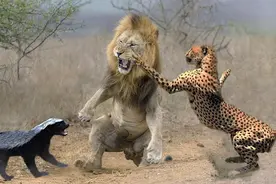 盘点野生动物八大最具有攻击性的动物：蜜獾竟然排前面，震撼！