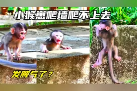 小猴崽米拉抱着墙爬不上去发脾气了，猴妈妈离开了它视频封面