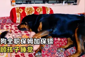 纪录片：大狗认真的照顾小主人，不让他离开视线，开心的像狗一样视频封面